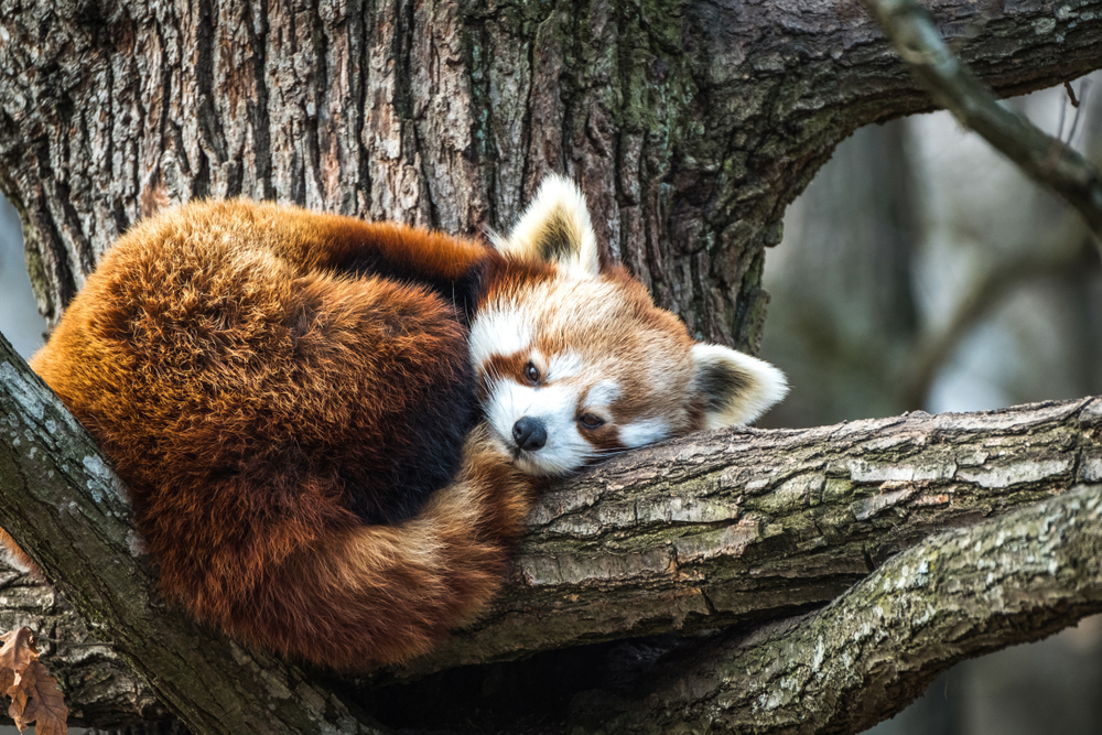 Aktualisiere Firefox jetzt, um diese Zero-Day-Lücke zu schließen