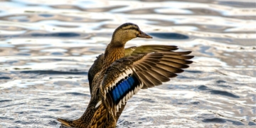 Ente im Wasser