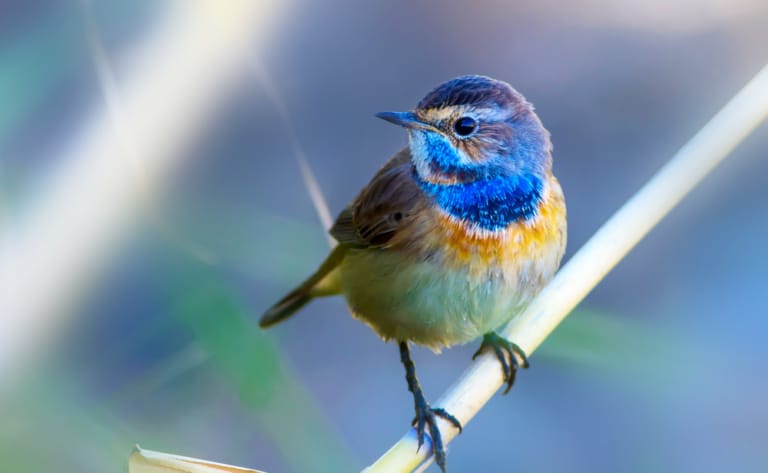 Vogel auf Ast