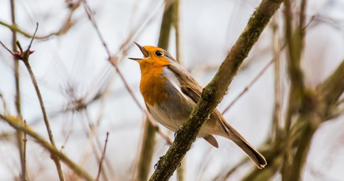 Twitter Streicht AMP
