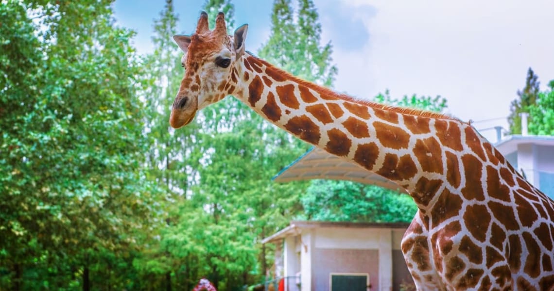 Giraffe