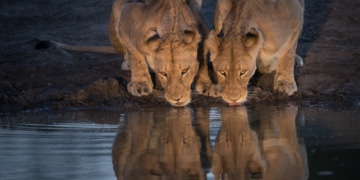 zwei Löwen trinken am Wasserloch
